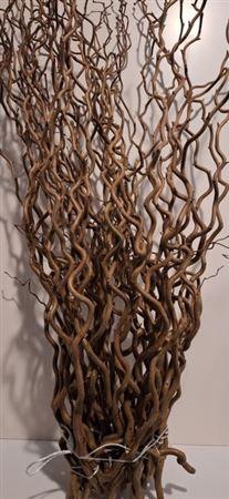 <h4>T Coryl Av Contorta 120cm</h4>