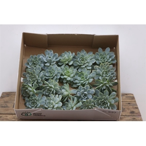 Echeveria Zonnestraal Klein X20