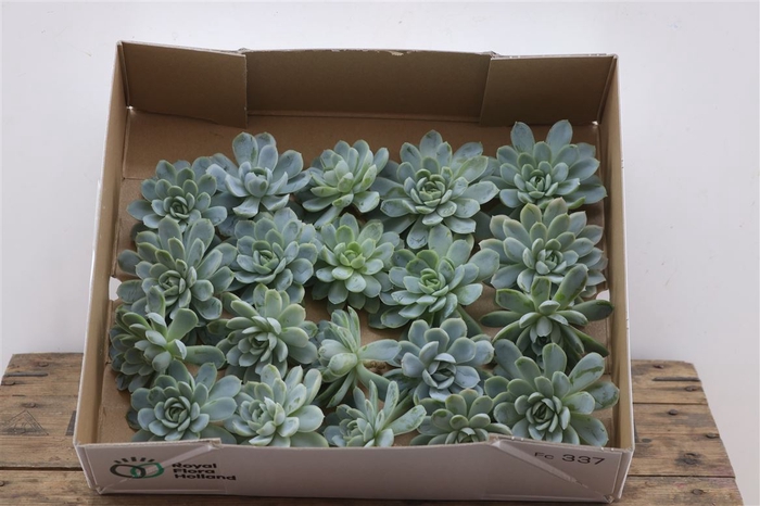 <h4>Echeveria Zonnestraal Klein X20</h4>