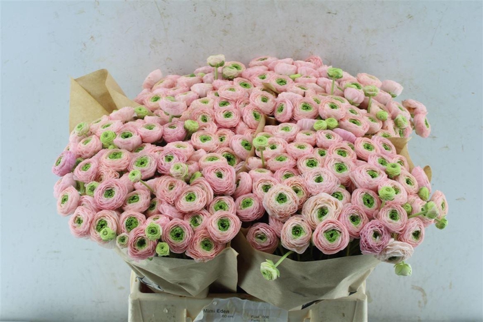 <h4>Ran Pink Perfection</h4>