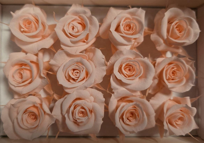 <h4>Ro Pres Mini Pink Soft</h4>