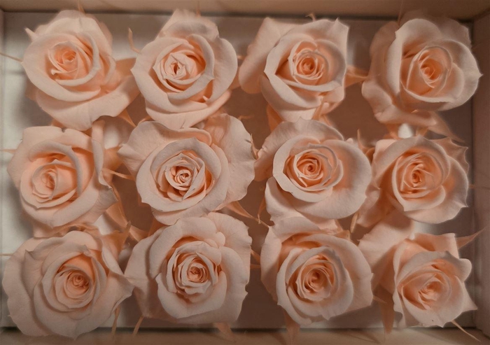 <h4>Ro Pres Mini Pink Soft</h4>