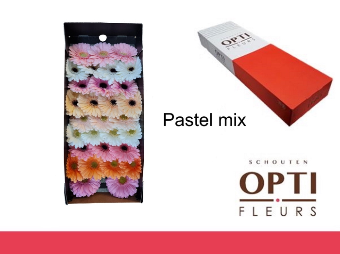 <h4>Germini Mix Pastel Doos</h4>
