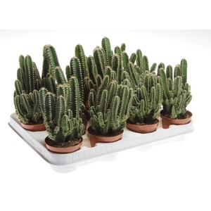 Cereus peruvianus 'Florida' CA8050, Beperkt leverbaar