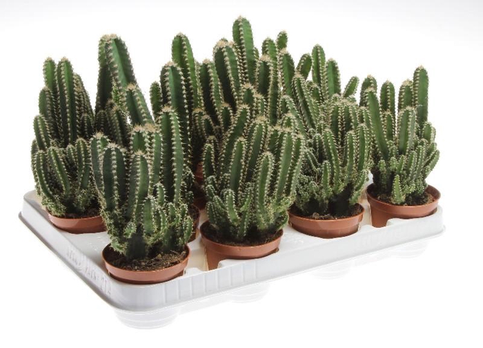 <h4>Cereus peruvianus 'Florida' CA8050, Beperkt leverbaar</h4>