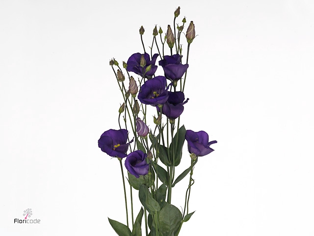 Lisianthus Piccolo Violet