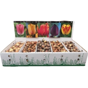 BLOEMBOL TULIPA