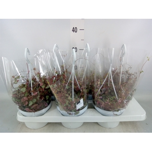 Ceropegia woodii ssp. woodii