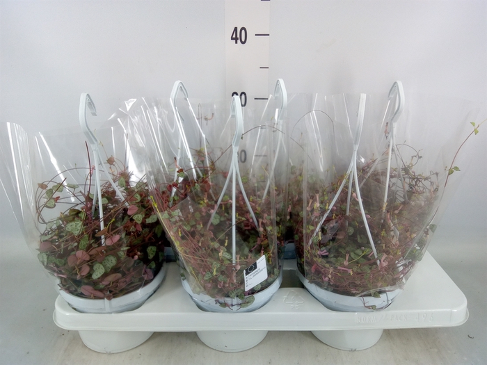 <h4>Ceropegia woodii ssp. woodii</h4>