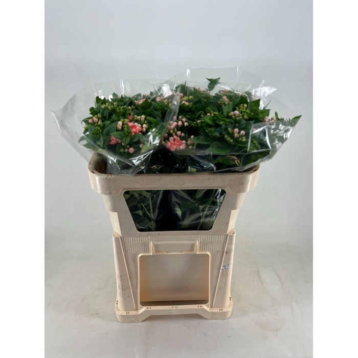 <h4>BOU DU SALMON IMP</h4>