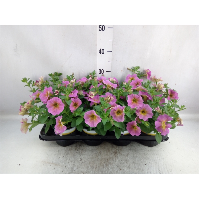 <h4>xPetchoa  'BeautiCal Sunray Pink'</h4>