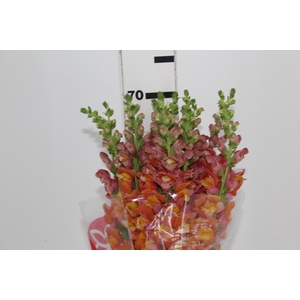 BOCA DE LEAO 070 CM LARANJA