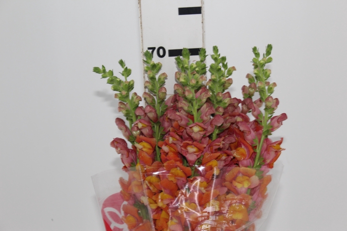 <h4>BOCA DE LEAO 070 CM LARANJA</h4>