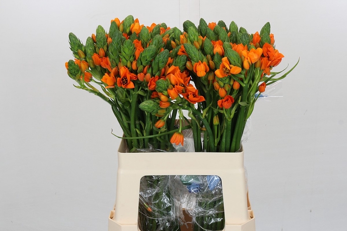 <h4>Ornithogalum Dubium Sunshine</h4>