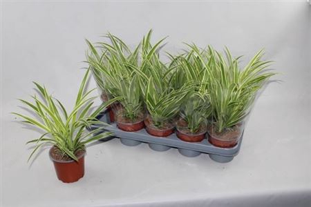 <h4>Chlorophytum comosum 'Vittatum'</h4>