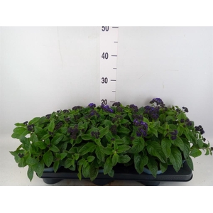 Heliotropium  'Marino Blue'