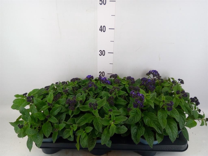 <h4>Heliotropium 'Marino Blue'</h4>