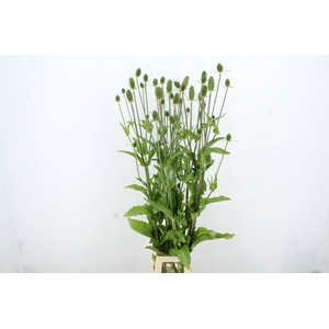 DIPSACUS XL