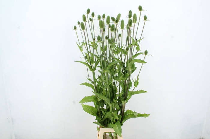 <h4>DIPSACUS XL</h4>