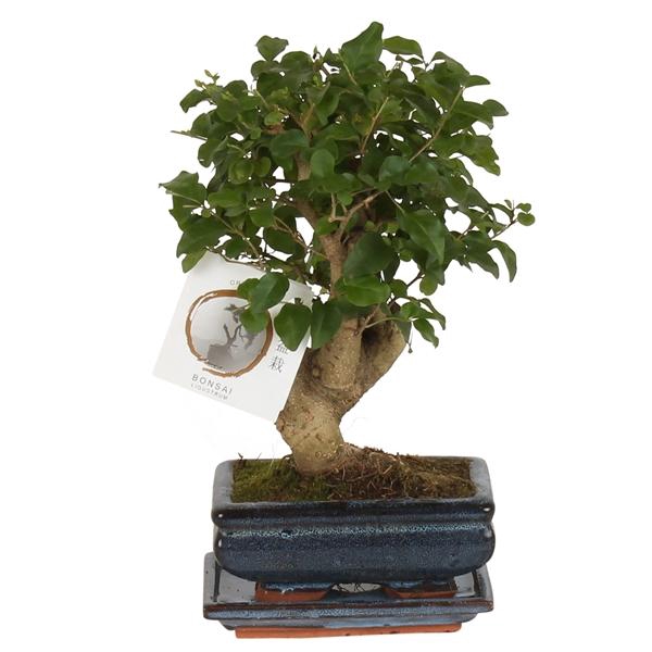 <h4>Bonsai 'Ligustrum sin.' in ø15cm Ceramic Ball Shape with Saucer</h4>