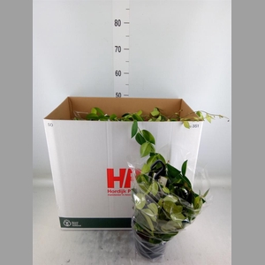 Aeschynanthus  'Mona Lisa'