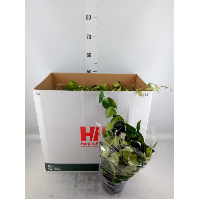 <h4>Aeschynanthus  'Mona Lisa'</h4>