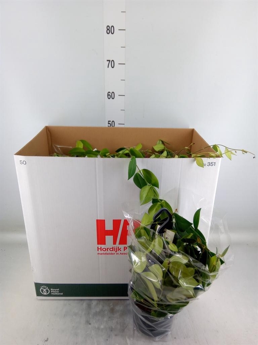 <h4>Aeschynanthus 'Mona Lisa'</h4>