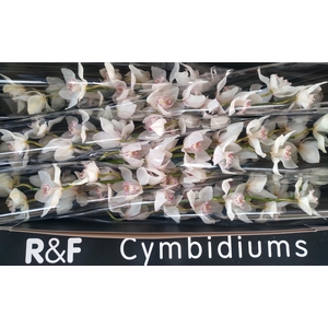 CYMB T MRS SUGAR LEE