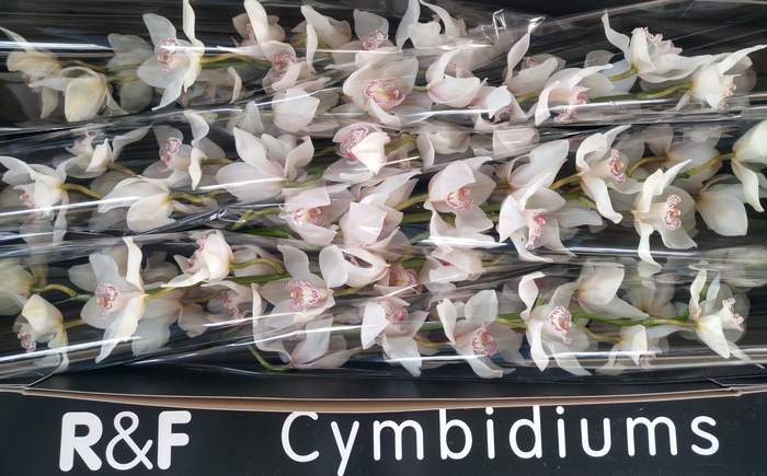 <h4>CYMB T MRS SUGAR LEE</h4>