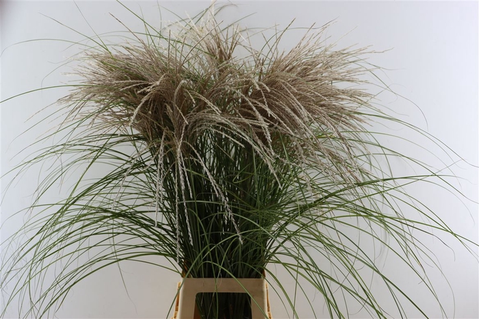 <h4>Siergras Miscanthus Sinensis</h4>