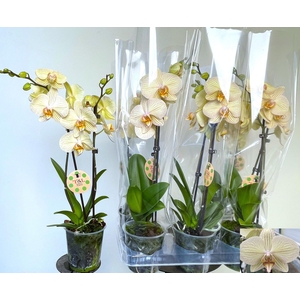 PHAL OV