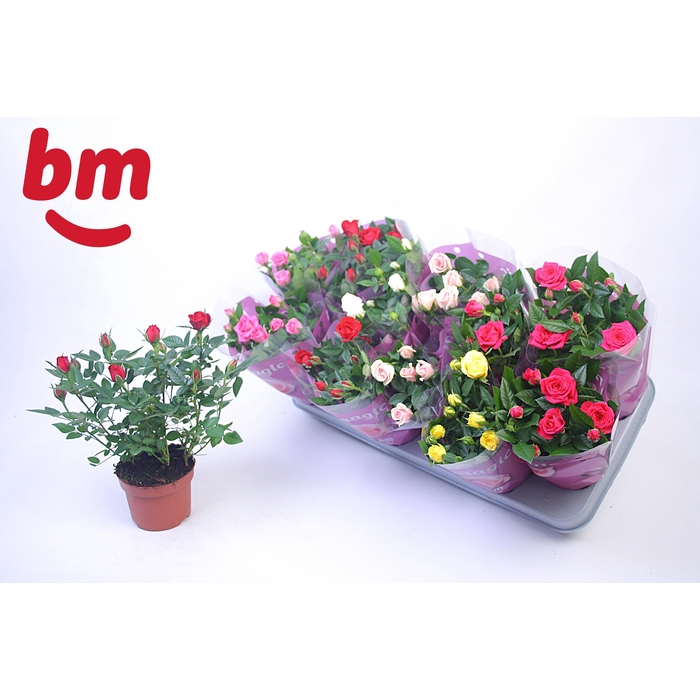 <h4>RO B MONDE GEM</h4>