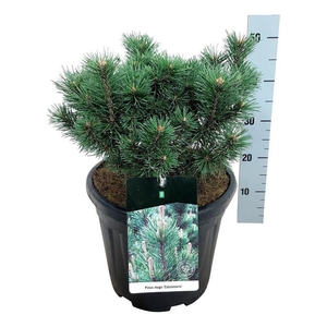 Pinus mugo 'Columnaris'