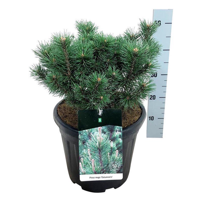 <h4>Pinus mugo 'Columnaris'</h4>