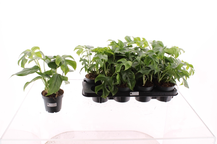 <h4>MONSTERA OV</h4>