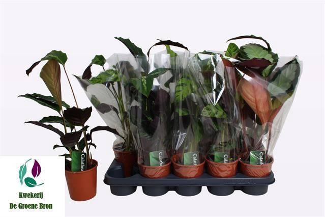 <h4>CALAT GEM 2 SRT</h4>