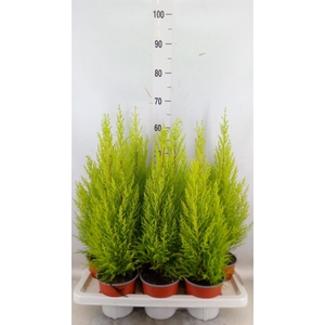 Cupressus macro. 'Goldcrest Wilma'