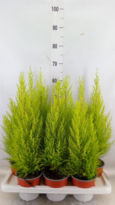 <h4>Cupressus macro. 'Goldcrest Wilma'</h4>