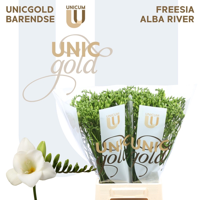 <h4>UG Barendse - Alba River</h4>