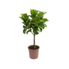 FICUS LYRATA P30 FORMATO ARVORE