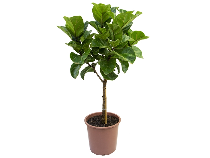 <h4>FICUS LYRATA P30 FORMATO ARVORE</h4>