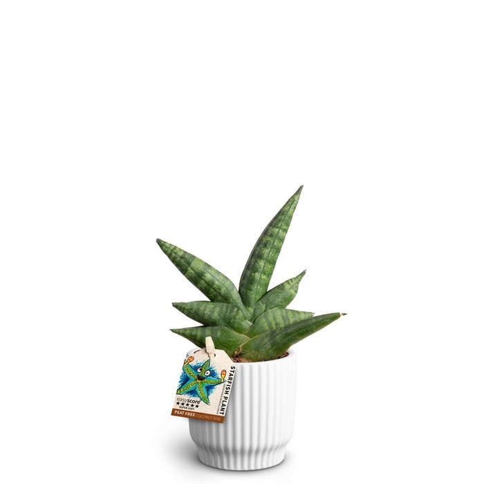 SANSEVIERIA BONCELLENSIS P7 NORDIC W