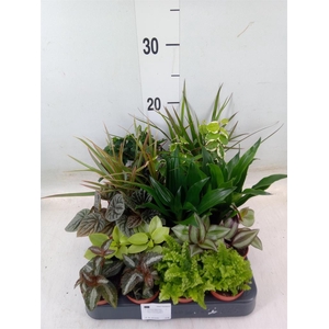 Planten  ..mix