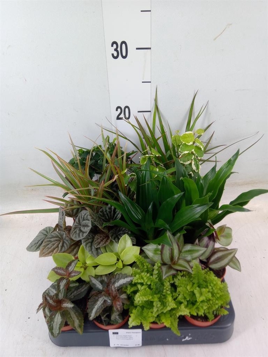 <h4>Planten ..mix</h4>