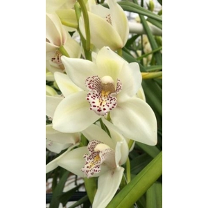 Cymbidium Mini Iris X4 Leekade