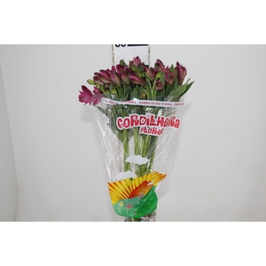 ALSTROEMERIA NAPOLI 080 CM