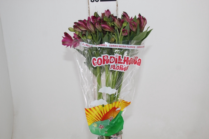 <h4>ALSTROEMERIA NAPOLI 080 CM</h4>
