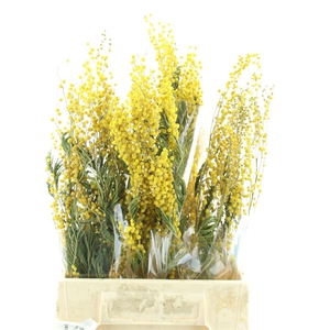 Dried Mimosa Mirandol 150g