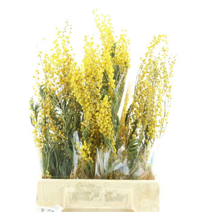 <h4>Dried Mimosa Mirandol 150g</h4>