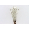 Dried Papaver Platina Bunch